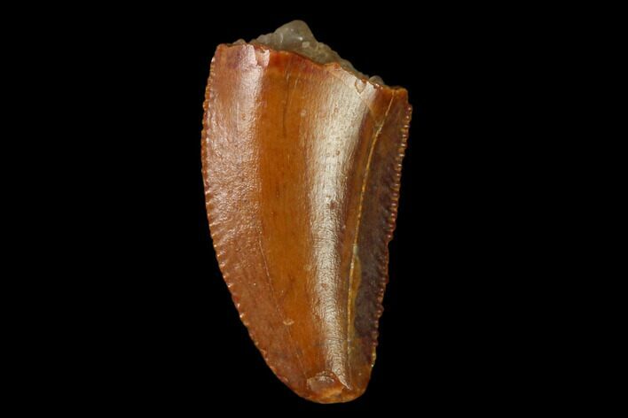Serrated, Raptor Tooth - Real Dinosaur Tooth #158931